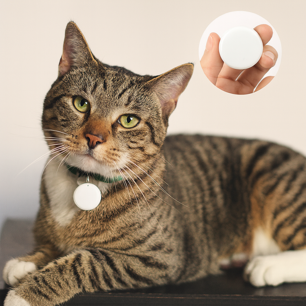 Localizzatore GPS per Gatti Antismarrimento Bluetooth | PurrTrack